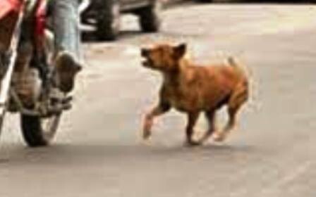 Cachorro ataca motociclista em Goioerê