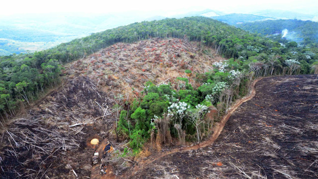 Crime organizado financia desmatamento da mata atlântica na zona sul de SP