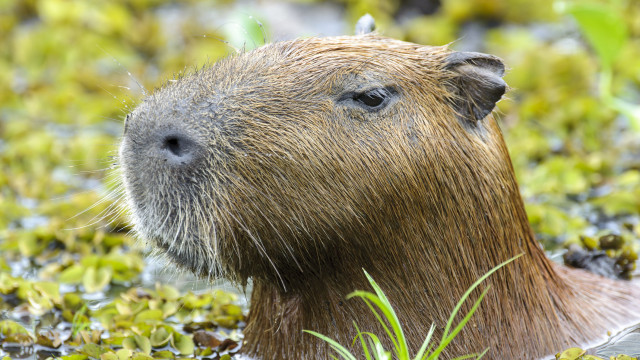 Capivara na pista atrapalha pouso no aeroporto Santos Dumont