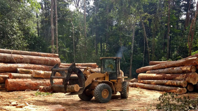 Desmatamento da mata atlântica tem leve queda, mas atinge 125 parques Ibirapuera