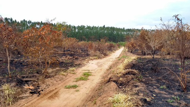 Desmatamento bate recorde no Cerrado; Amazônia registra queda em abril