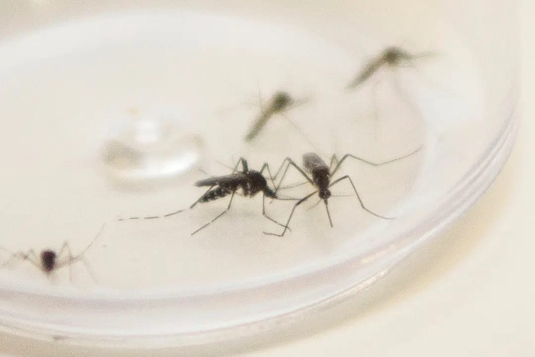 Situação Epidemiológica da Dengue no Paraná – Novos Casos e Atualizações