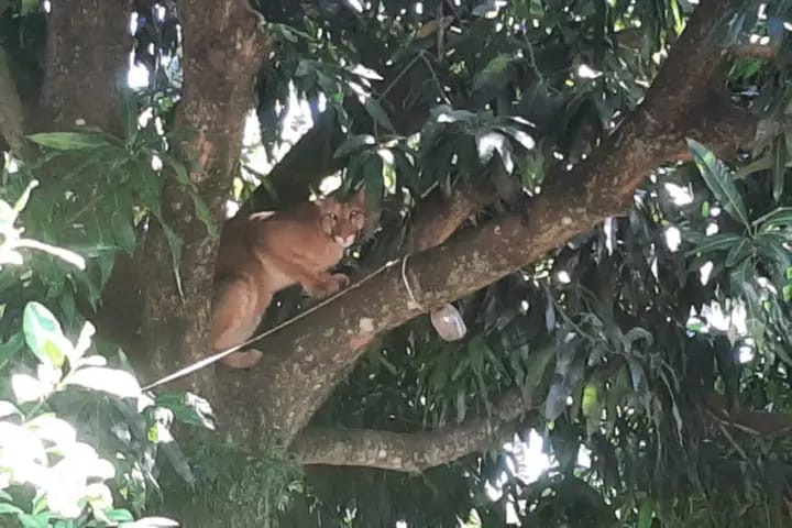 Surpresa assustadora: Morador encontra onça-parda em árvore no quintal de casa em Indianópolis