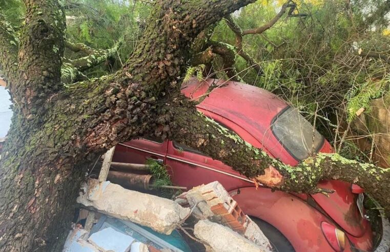 Temporal Causa Estragos em Engenheiro Beltrão-PR: Árvores Caídas e Casas Destelhadas