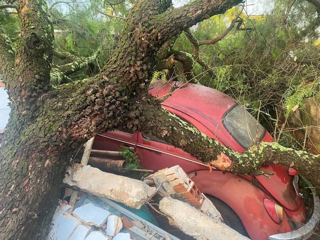 Temporal Causa Estragos em Engenheiro Beltrão-PR: Árvores Caídas e Casas Destelhadas