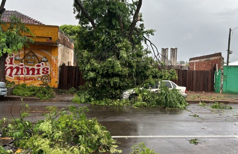 Chuva intensa provoca estragos em Umuarama: Queda de árvores e pontos de alagamento