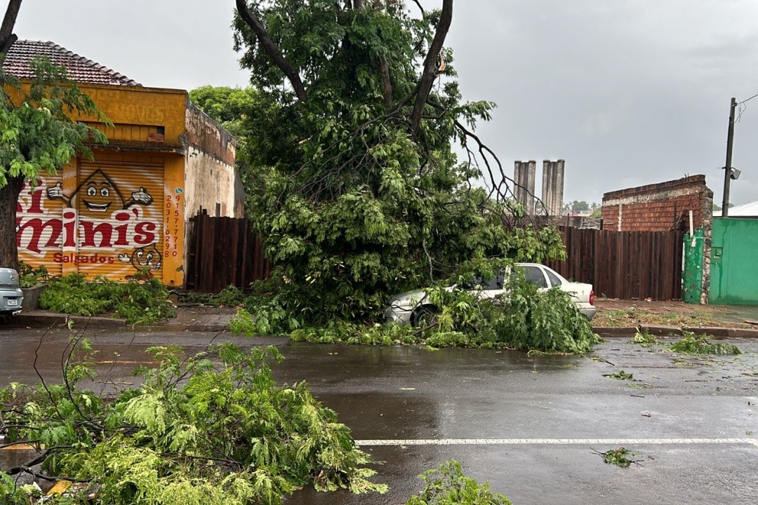 Chuva intensa provoca estragos em Umuarama: Queda de árvores e pontos de alagamento