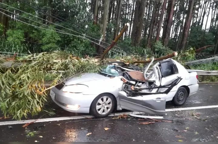 ACIDENTE NA PR-444: ÁRVORE CAI SOBRE CARRO COM PLACAS DE UMUARAMA E DEIXA DUAS PESSOAS FERIDAS