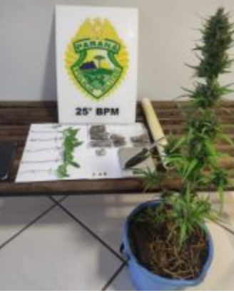 Jovem é preso portando drogas e pé de maconha.