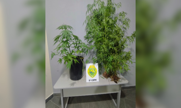 Homem é preso por plantação de maconha em Cianorte