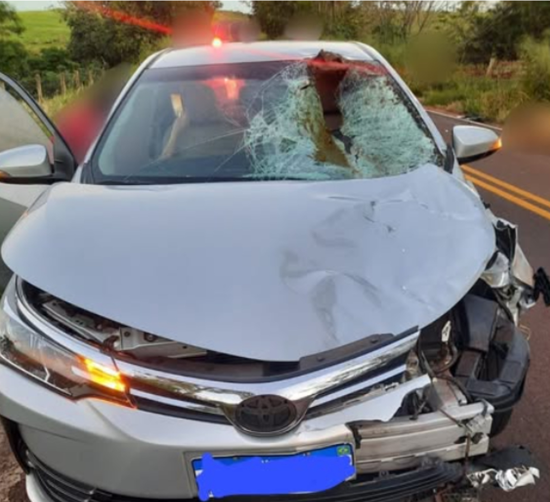 Veículo atropela bovino na PR-485, em Cafezal do Sul