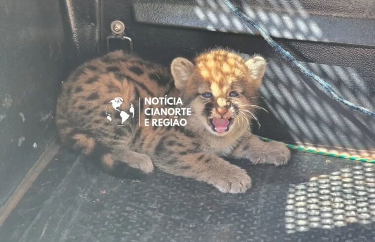 Filhote de onça é encontrado em lavoura de milho e resgatado pela Polícia Ambiental em Floraí