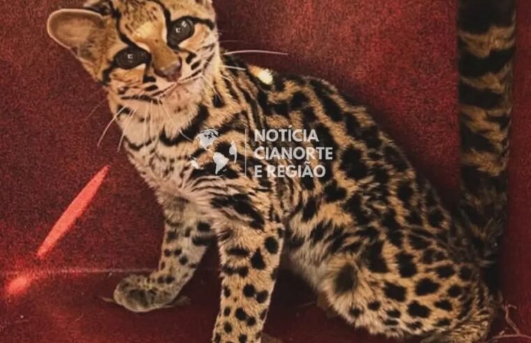 Gato-maracajá é resgatado pelo GDA em chácara de Arapongas