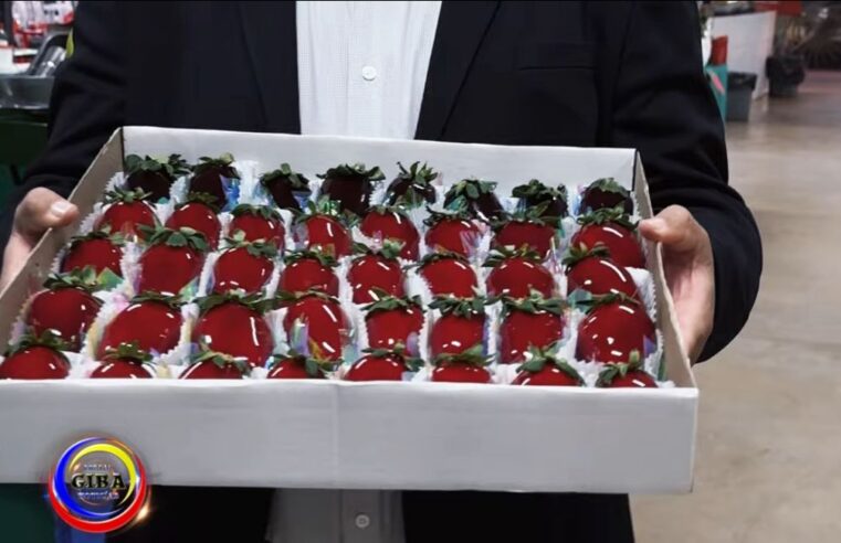 Festival do Morango de Japurá no sábado (09) e fechou sua edição 2025 com chave de ouro.