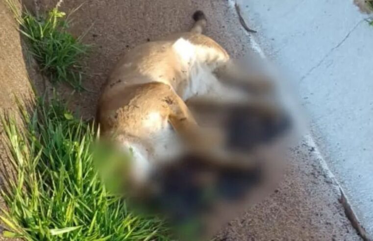Cena triste na Estrada Boiadeira: onça-parda é encontrada morta entre Cruzeiro do Oeste e Tuneiras”