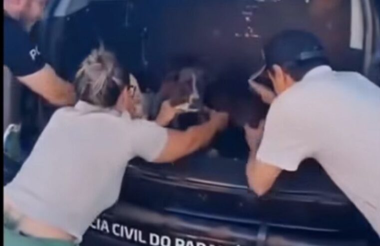 Cães Resgatados em Situação Crítica Após Denúncia de Maus-Tratos em Campina da Lagoa