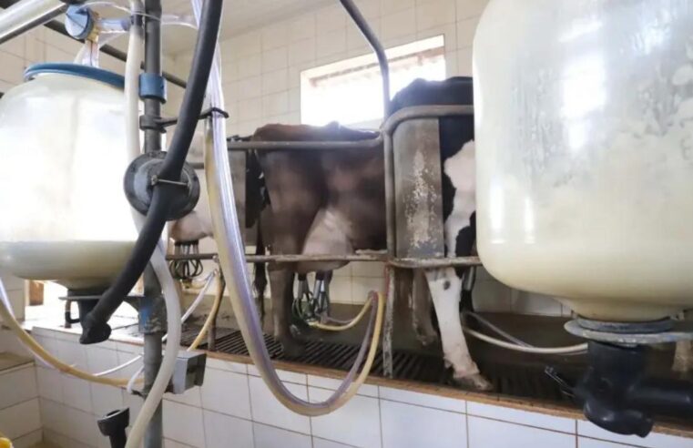 Ratinho Junior sanciona lei que impede reconstituição de leite em pó importado no Paraná