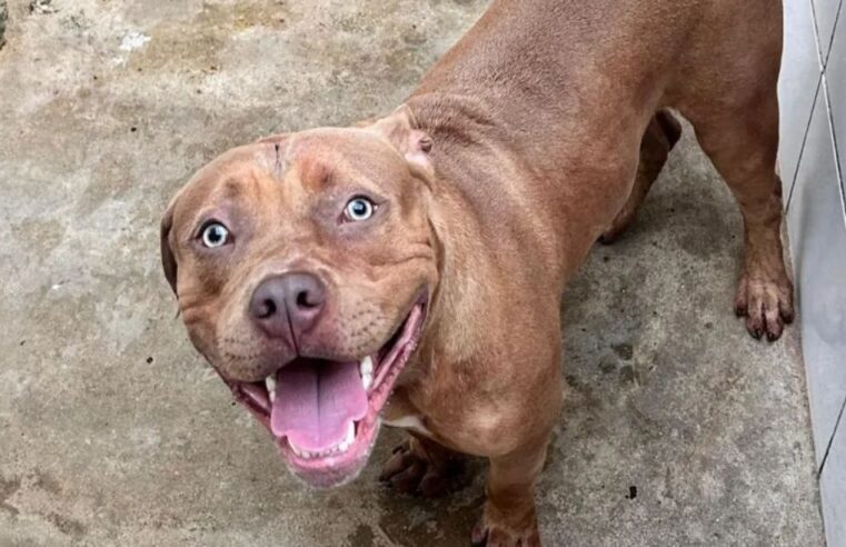 MENINO DE 4 ANOS MORRE APÓS ATAQUE DE CÃO EM IRAJÁ; POLÍCIA APURA RESPONSABILIDADES