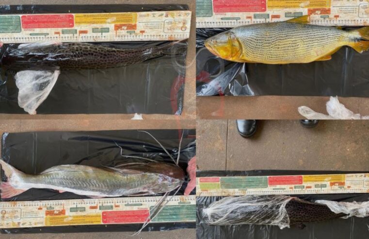 HOMEM É DETIDO EM PORTO RICO POR PRÁTICA DE PESCA ILEGAL DURANTE PERÍODO RESTRITO