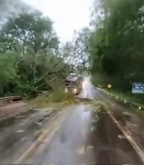 Árvore caída interdita parcialmente a PR-323 e mobiliza equipes de emergência em Cianorte