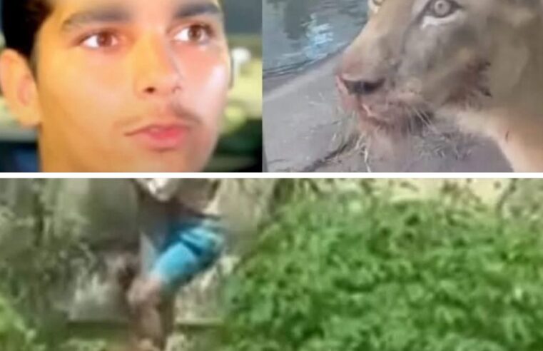 Homem morre após invadir recinto de leoa em zoológico de João Pessoa