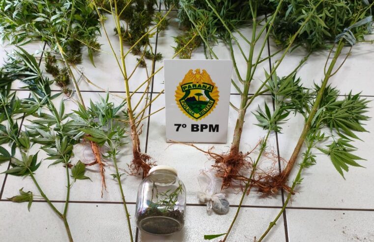 Homem é preso por cultivar maconha em residência após denúncia anônima