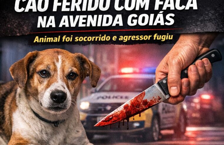 Cão é ferido com faca em caso de maus-tratos registrado em Cianorte