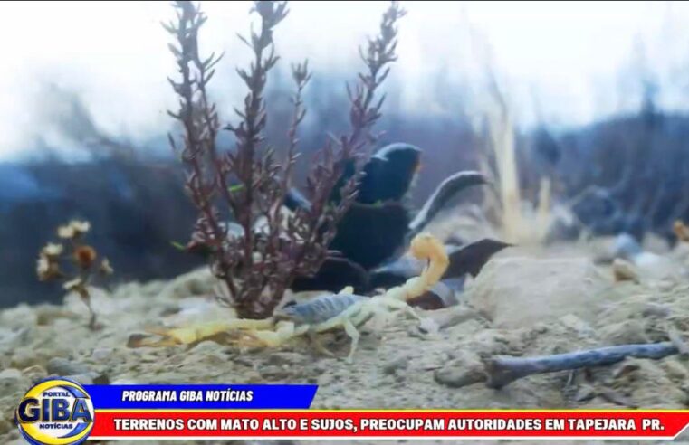 TERRENOS COM MATO ALTO E SUJOS preocupa  Autoridades Em Tapejara PR