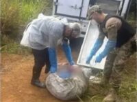 Crime brutal: genro mata sogro a mando da esposa, esquarteja corpo e tenta alimentar pitbull com os restos