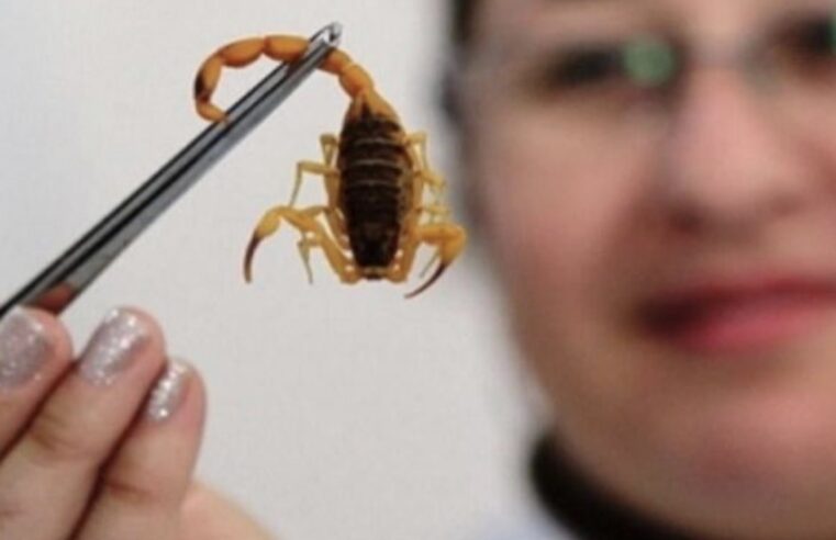 Moradora é picada por escorpião durante limpeza de banheiro e alerta população em Cruzeiro do Oeste
