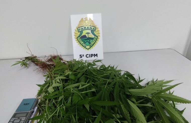 Plantação de maconha é localizada em terreno na zona rural de Cianorte