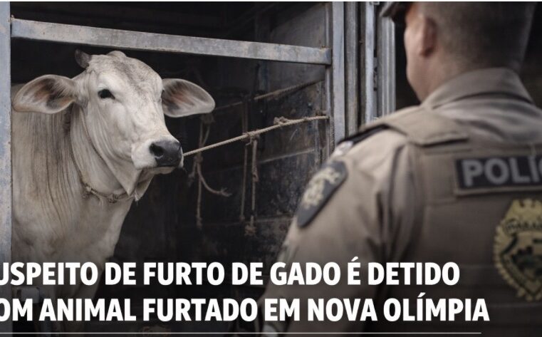 Suspeito de furto de gado é detido com animal furtado em Nova Olímpia