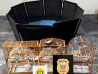 Polícia Militar prende quatro homens por maus-tratos a animais e captura ilegal de aves em Cidade Gaúcha