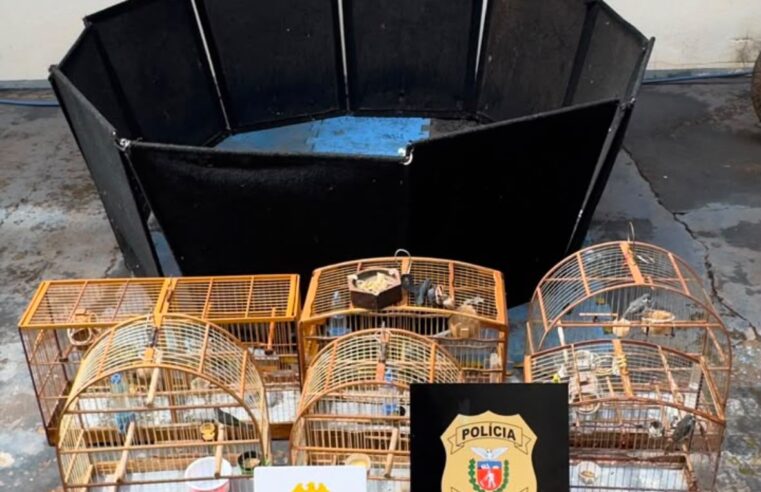 Polícia Militar prende quatro homens por maus-tratos a animais e captura ilegal de aves em Cidade Gaúcha