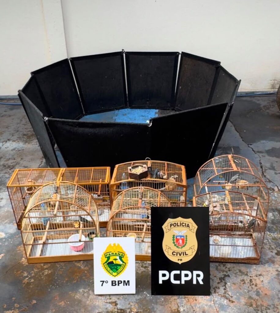 Polícia Militar prende quatro homens por maus-tratos a animais e captura ilegal de aves em Cidade Gaúcha Polícia Militar prende quatro homens por maus-tratos a animais e captura ilegal de aves em Cidade Gaúcha