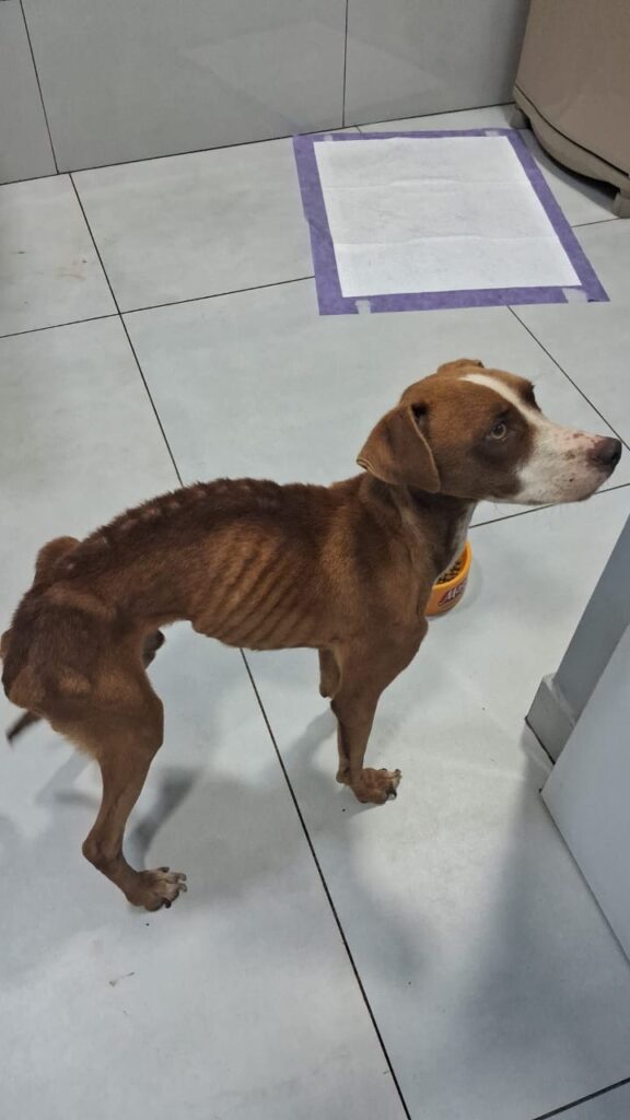 Homem é preso por maus-tratos a cachorro em Bela Vista do Paraíso após animal ser encontrado debilitado
