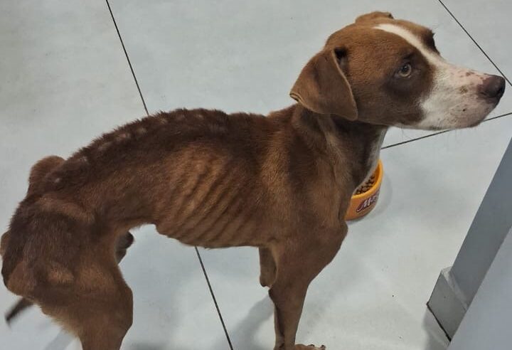 Homem é preso por maus-tratos a cachorro em Bela Vista do Paraíso após animal ser encontrado debilitado