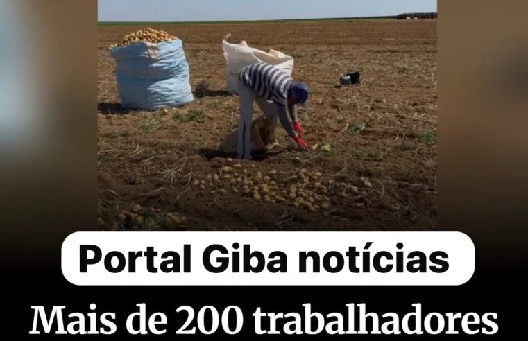 Minas Gerais lidera ranking nacional de resgates de trabalho escravo; 208 trabalhadores são libertados em operação