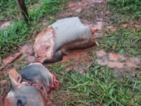 Gado é abatido em propriedade rural e cortes de carne são furtados em Cianorte