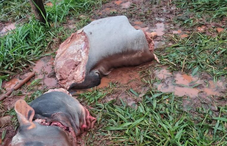 Gado é abatido em propriedade rural e cortes de carne são furtados em Cianorte