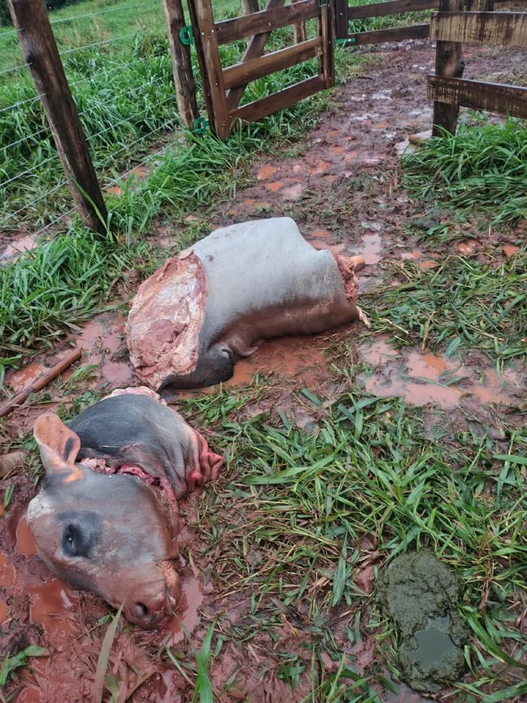 Gado é abatido em propriedade rural e cortes de carne são furtados em Cianorte Gado é abatido em propriedade rural e cortes de carne são furtados em Cianorte