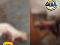 Homem é preso suspeito de esfaquear os próprios avós e matar três cães em Uberlândia