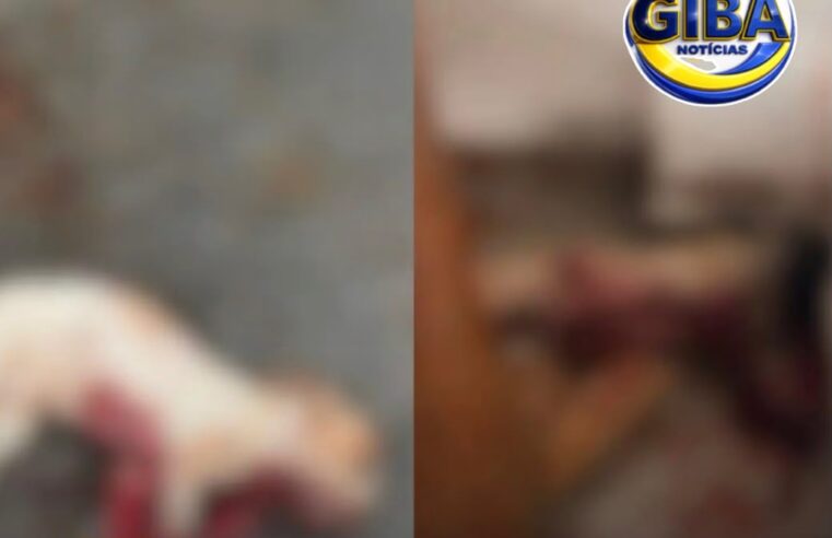 Homem é preso suspeito de esfaquear os próprios avós e matar três cães em Uberlândia