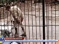APÓS SUPOSTAS AGRESSÕES, HOMEM ACHA QUE COMPANHEIRA ESTÁ MORTA, COLOCA-A EM SACO COM CAL E A TRANSPORTA EM CARRIOLA; CÂMERAS REGISTRAM TUDO!