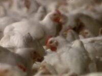 México suspende importação de carne de aves do Brasil após surto de doença de Newcastle em Santa Catarina