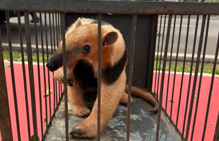 Tamanduá é resgatado de árvore na Avenida Rio Branco, em Cianorte