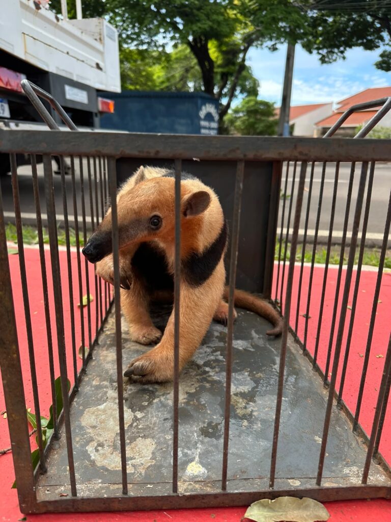Tamanduá é resgatado de árvore na Avenida Rio Branco, em Cianorte Tamanduá é resgatado de árvore na Avenida Rio Branco, em Cianorte